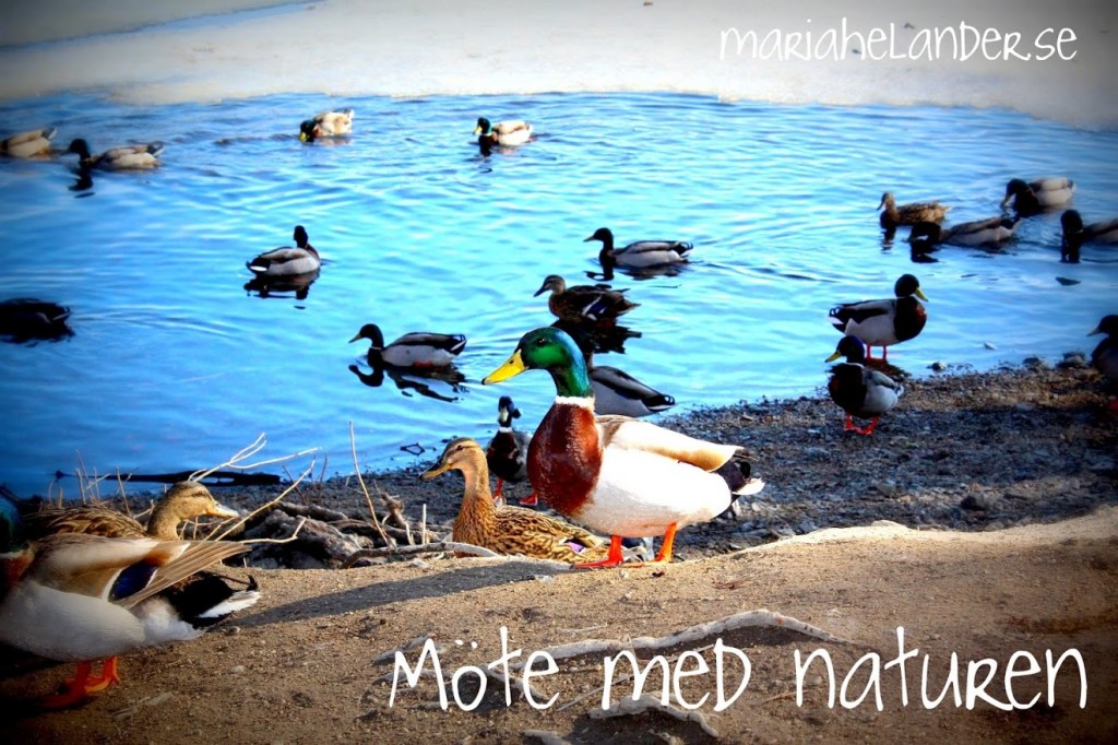 naturen