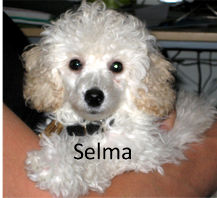 SELMA