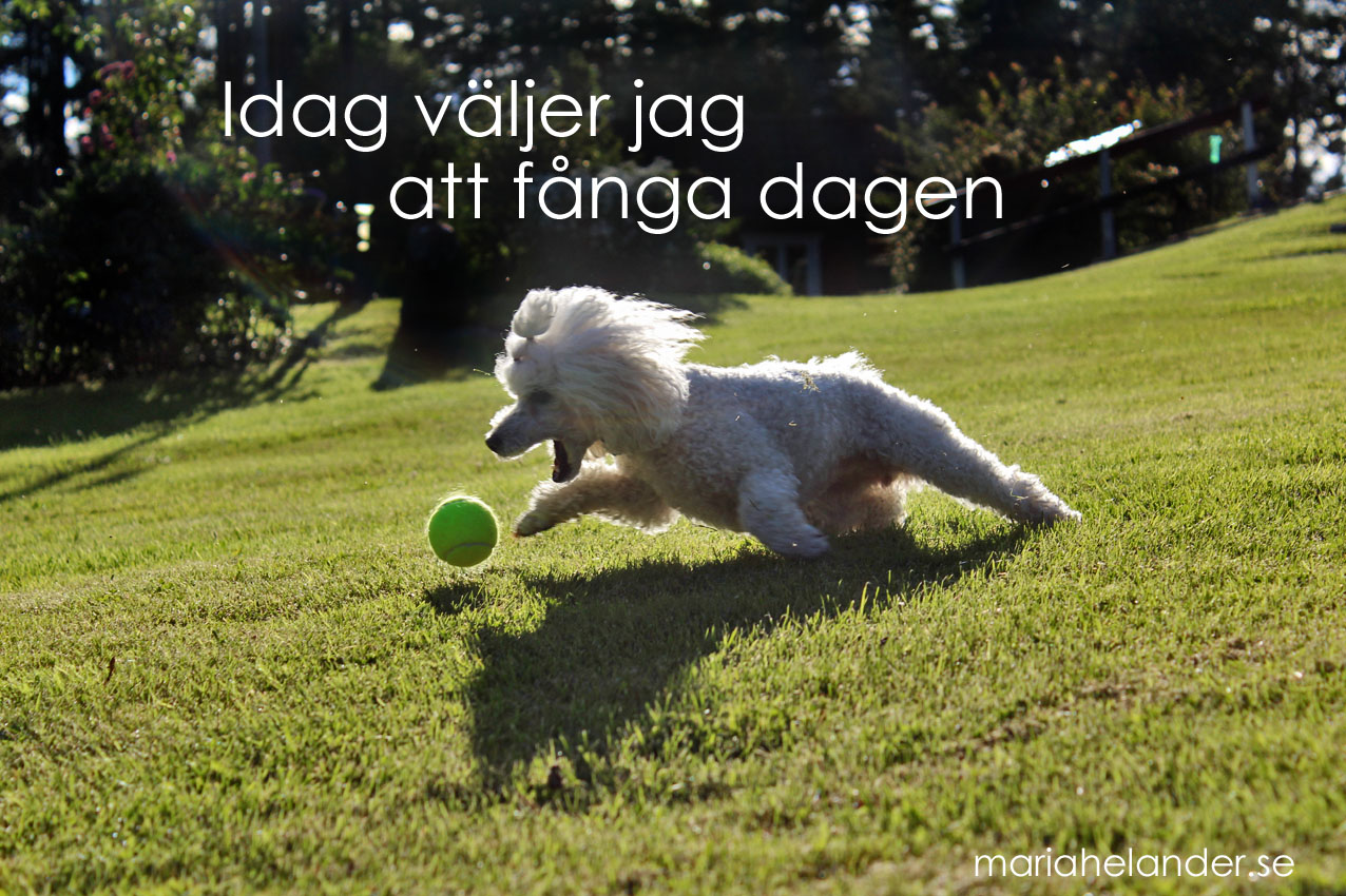 dagen