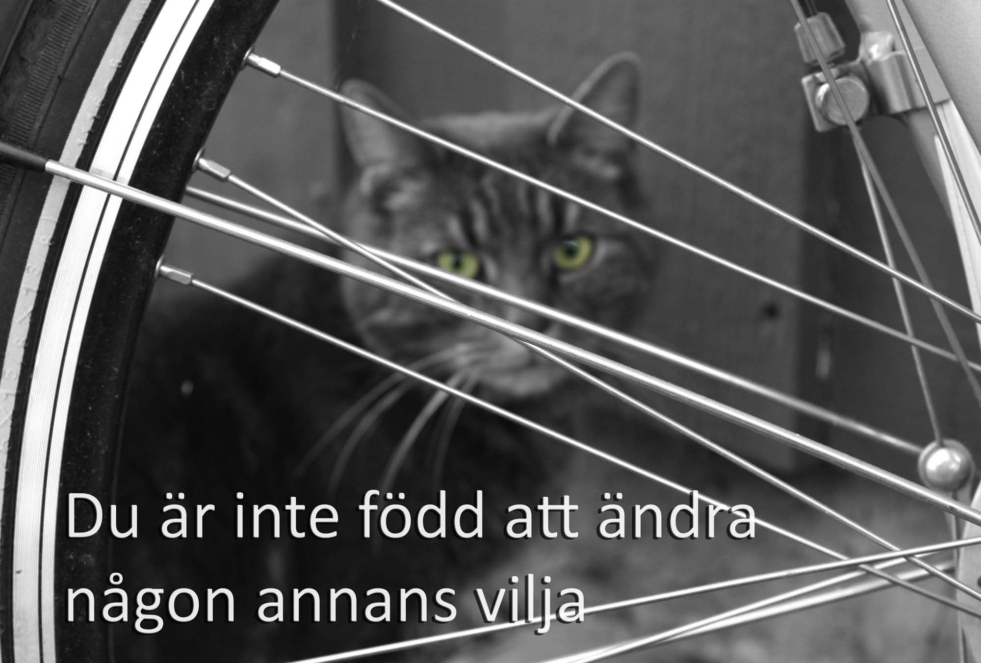 katt2 katt2