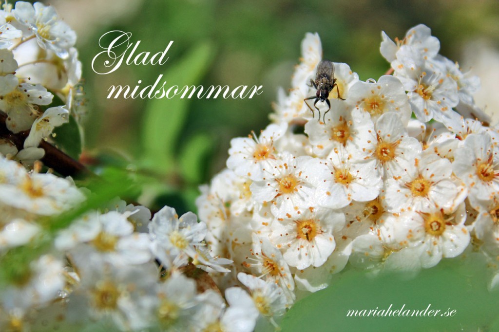 midsommar
