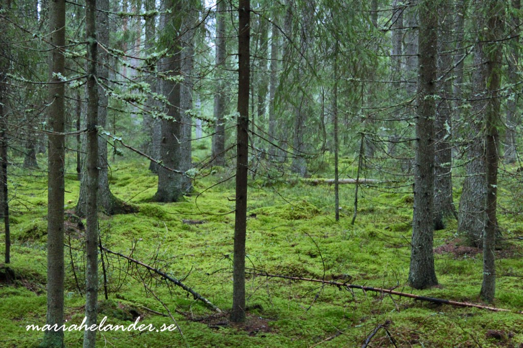 skog