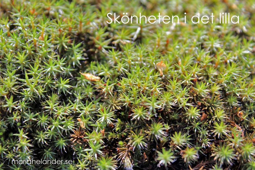 skönhet