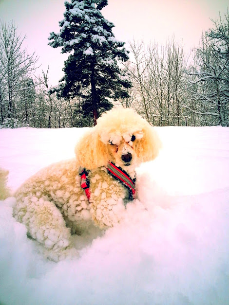 snöselma
