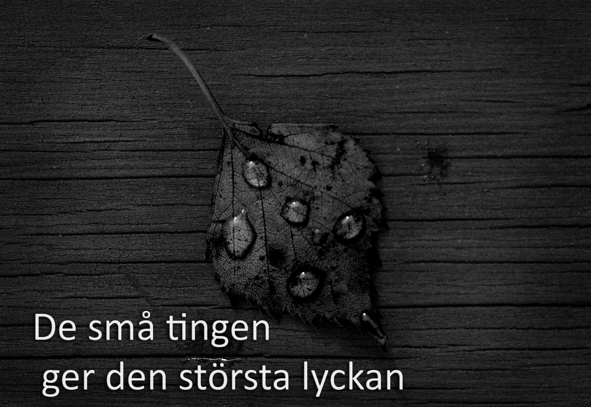 svart löv på bord blänk m copy