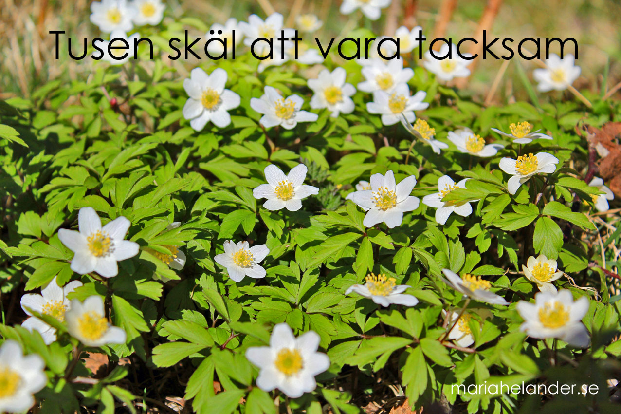tacksam