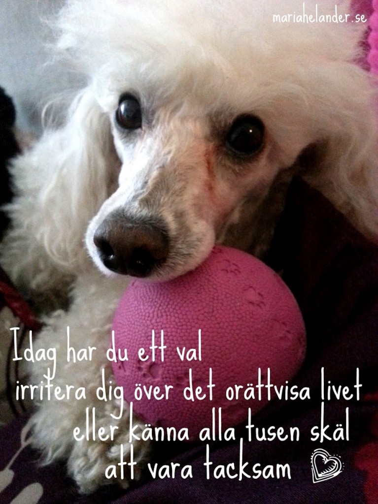 tacksam