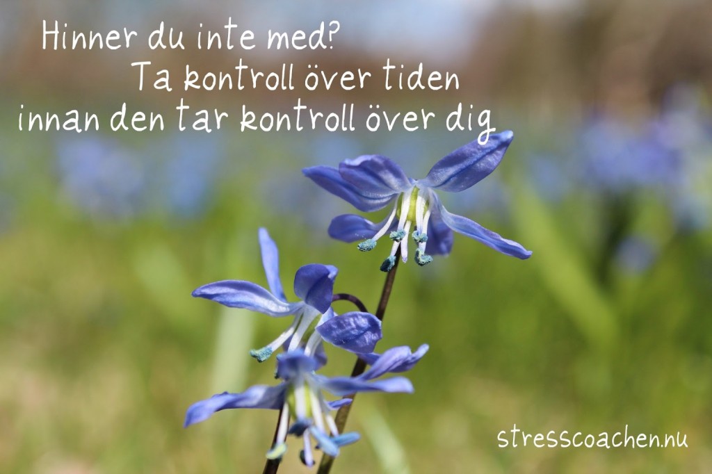 tiden
