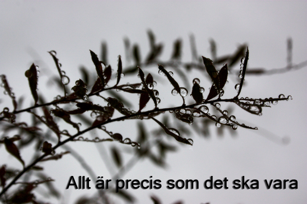 vattendroppar på blad förminskad vattendroppar på blad förminskad