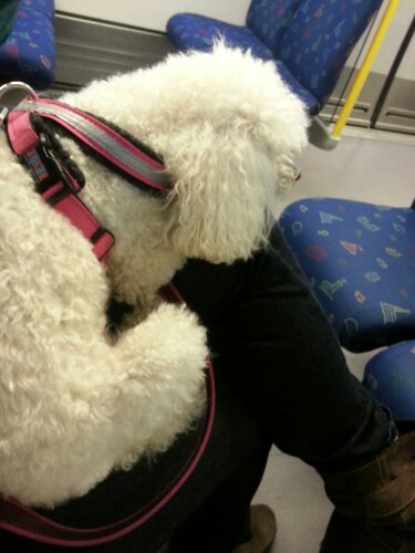 20121024_084309.jpg image